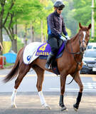 「【天皇賞・春】７３年ぶり牝馬Ｖへ　ヴェルミセルは海外遠征明けでも好気配　鮫島克駿騎手「京都は合っています」」の画像1