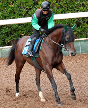 【七夕賞】３戦３勝と福島大好き！悲願の重賞初Ｖあるぞ　中竹調教師が「ここも楽しみ」と意欲見せるサヴォーナ