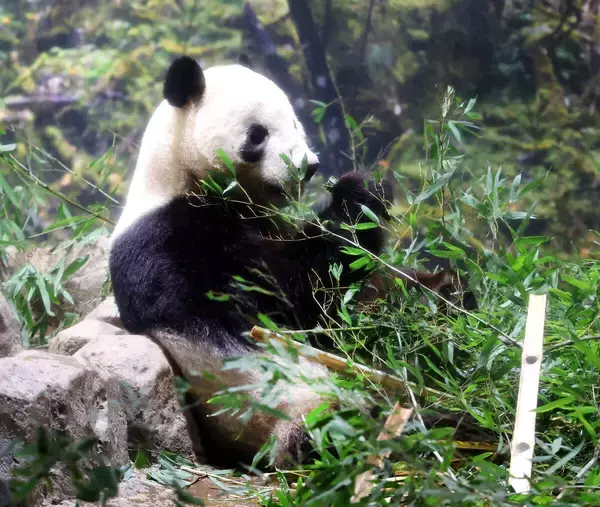 野生下ではジャイアントパンダの親は双子のうち１頭しか育てない…だがシャオシャオ＆レイレイの母は違った