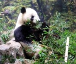 野生下ではジャイアントパンダの親は双子のうち１頭しか育てない…だがシャオシャオ＆レイレイの母は違った