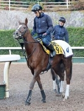 【注目馬動向】ヴェルミセルがレッドシーターフＨの招待受諾　フォーチュンタイムは１３５１ターフスプリントへ