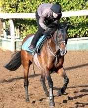 【注目馬動向】日経賞Ｖのマイユニバースは天皇賞・春には向かわず　武幸調教師「宝塚記念に行ければ」