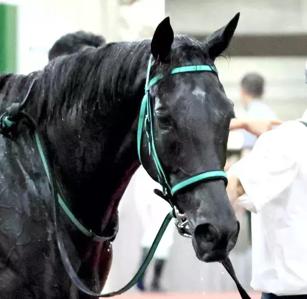 六社Ｓで１番人気１４着のトリプルコークはレース中に鼻出血を発症　サンデーサラブレッドクラブが発表