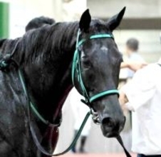 六社Ｓで１番人気１４着のトリプルコークはレース中に鼻出血を発症　サンデーサラブレッドクラブが発表