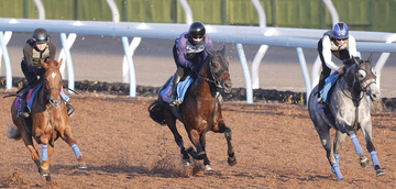 【七夕賞】黒光りする馬体で力強く弾んだカラマティアノス　絶好の仕上がりに奥村武調教師「もう一つ二つギアがありそう」