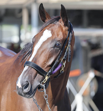 【アイルランドＴ】２５年オークス馬のカムニャックが始動戦で白星発進へ　陣営「馬体のバランスもすごくいい」