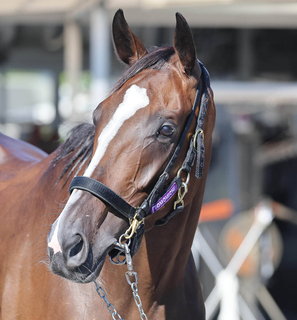 【アイルランドＴ】２５年オークス馬のカムニャックが始動戦で白星発進へ　陣営「馬体のバランスもすごくいい」