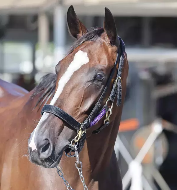 【アイルランドＴ】２５年オークス馬のカムニャックが始動戦で白星発進へ　陣営「馬体のバランスもすごくいい」
