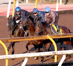 【菊花賞・１週前】バステールがクロワデュノール、タガノエルピーダと豪華併せ馬　斉藤崇調教師「今日に関しては…」