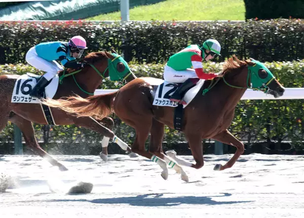 【東京４Ｒ・２歳新馬】横山武史騎手が「新馬戦としては言うことない」と絶賛　ファクスカエリが末脚伸ばして初陣Ｖ　