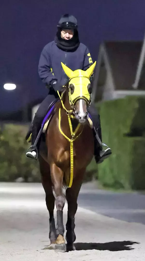 【チャンピオンズＣ】メイショウハリオはもう言うことなしの状態　陣営「悔いのない仕上げでいけそうです」