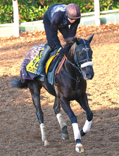 【阪神Ｃ】ナムラクレアは来春予定のラストランへ弾みつけたい　長谷川調教師「改めて、すごい馬だなと思います」