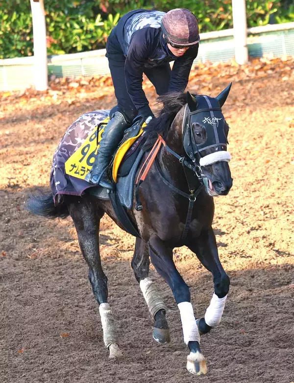 【阪神Ｃ】ナムラクレアは来春予定のラストランへ弾みつけたい　長谷川調教師「改めて、すごい馬だなと思います」