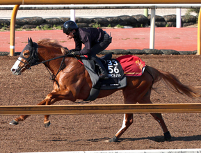 【ファルコンＳ・１週前】川田将雅騎手とコンビ復活のダイヤモンドノットは軽快な動き　福永調教師「いい追い切りができました」