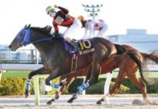 【川崎記念】東京大賞典に続くＪＲＡ勢撃破へ　ディクテオンは「状態が良すぎる」と荒山勝調教師は手応え十分