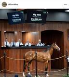 「衝撃の１６億円超で落札！日米で大人気のフライトライン産駒がセール史上最高額をマーク　父は６戦無敗で現役を引退」の画像1