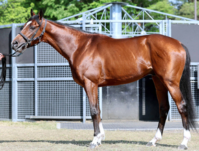 【松山康久元調教師のダービー馬体診断】ショウナンガルフ７・５点　長距離仕様で、極限の仕上がりとみていい