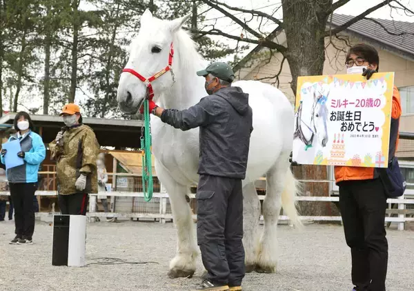 ばんえいＰＲ馬のミルキー号が２３歳で死す　ＳＮＳで追悼メッセージ続々「盛り上げてくれてありがとう」「大好きだよ」