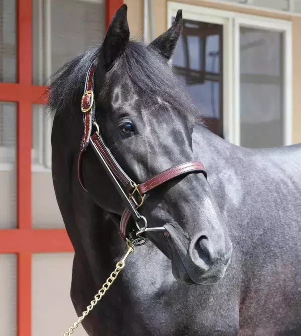 【新潟記念・坂本の特注馬】春の無念を晴らすしかないゾロアストロ　舞台に斤量と逆襲への条件はそろっている
