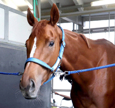 【注目馬動向】オークス馬ジュウリョクピエロが調教再開　秋華賞直行に寺島調教師は「新馬ぐらいの馬体重で出走させたい」