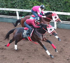 【ＰＯＧ】フォーエバーヤングの弟ヤングリッチが１８日の京都芝２０００メートルで初陣　矢作調教師「芝でも走れるじゃなくて...」