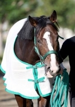 【注目馬動向】今年の菊花賞４着馬ゲルチュタールは来年に再始動　２６年１月の日経新春杯が目標