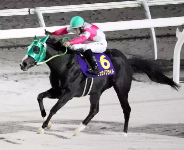 【注目馬動向・３歳】エーデルワイス賞勝ち馬リュウノフライトは栗東・四位厩舎へ転厩　横山和生騎手とクイーンＣへ