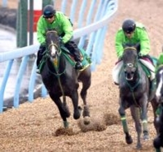 【報知杯弥生賞・１週前】オルフセンは雨にも負けず好調教　斎藤誠調教師「改めて期待したい」