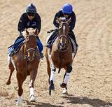 「【天皇賞・春・１週前】戸崎圭太騎手を背にホーエリートがラスト１１秒０　「毎回成長を感じます」と大仕事の予感」の画像1