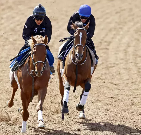 【天皇賞・春・１週前】戸崎圭太騎手を背にホーエリートがラスト１１秒０　「毎回成長を感じます」と大仕事の予感