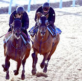 「【東京新聞杯】レッドモンレーヴはＷコース３位タイのラスト１１秒４　蛯名正調教師「ヨーイドンなら間違いなく一番」」の画像1