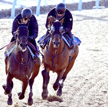 【東京新聞杯】レッドモンレーヴはＷコース３位タイのラスト１１秒４　蛯名正調教師「ヨーイドンなら間違いなく一番」