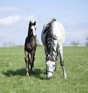 クロノジェネシスが４番子となる牡馬を出産　父はキタサンブラック　「弾むようなフットワークには力強さがあり…」