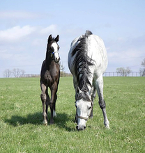 クロノジェネシスが４番子となる牡馬を出産　父はキタサンブラック　「弾むようなフットワークには力強さがあり…」