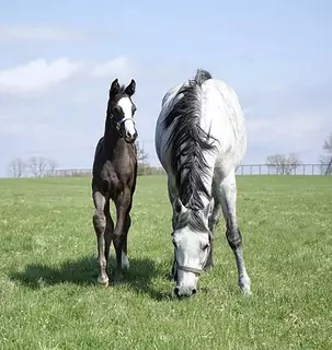 クロノジェネシスが４番子となる牡馬を出産　父はキタサンブラック　「弾むようなフットワークには力強さがあり…」