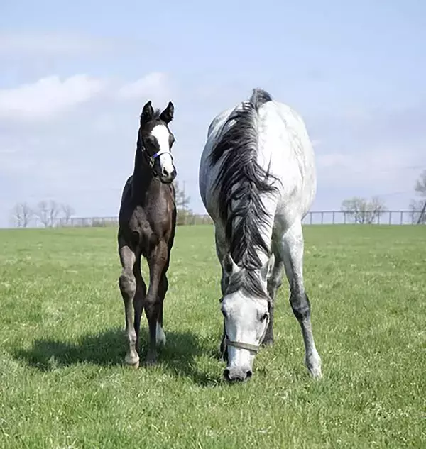 クロノジェネシスが４番子となる牡馬を出産　父はキタサンブラック　「弾むようなフットワークには力強さがあり…」