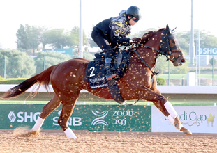 【サウジダービー】トウカイマシェリは初サウジアラビアの鮫島克駿騎手騎乗で最終追い「落ち着かせるような感じで」