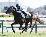 「【注目馬動向】マーガレットＳ２着のヒシアイラは葵Ｓ　ホワイトオーキッドは西塚洸二騎手との再コンビでファルコンＳへ」の画像1