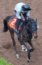 【桜花賞】武豊騎手「本番で楽しみ」　チューリップ賞３着から良血アランカールが逆転を目指す