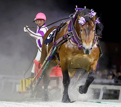 【ばんえいグランプリ】ファン投票１位のメムロボブサップが史上初の６連覇　阿部武臣騎手「負けられない！と思い...」