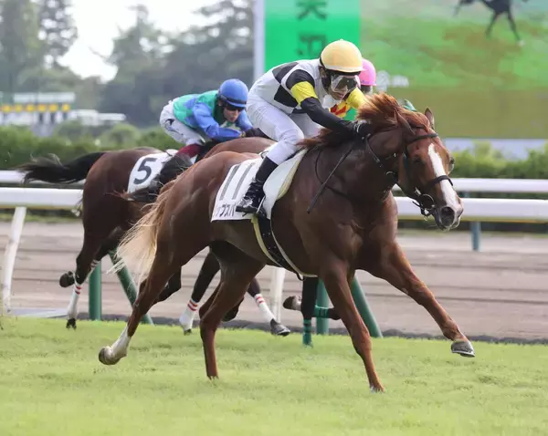 【新潟３Ｒ・２歳新馬】田辺裕信騎手「あやしい部分がある」と半信半疑も…単勝１・７倍ジップスパーク完勝