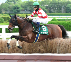 【阪神ジャンプＳ】右前肢屈腱炎から復活　重賞初制覇オオキニ　森一馬騎手「持ち味を発揮してくれた」