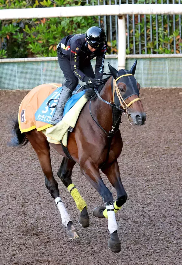 【注目馬動向】サンライズジパングは有馬記念と東京大賞典が選択肢　前川調教師「両方に登録します」