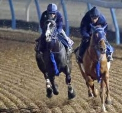 【クイーンエリザベス２世Ｃ】マスカレードボールが国内最終追い切り　手塚久調教師「緩い仕上げじゃダメ」