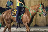 【不来方賞】ホリエモンの愛馬イッテラッシャイは２枠２番　武豊騎手とコンビのシーズザスローンは６枠７番　枠順確定