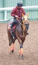 【ヴィクトリアマイル】２２年秋華賞馬のスタニングローズが長欠明けを使われ上昇　高野調教師「もうひとついい」
