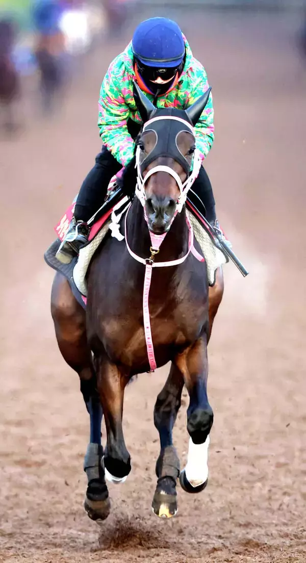 【阪神ＪＦ】実績が一枚上のタイセイボーグ　陣営「レースをたくさん経験しているのは強みだと思う」