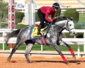 【注目馬動向】ヤマニンブークリエは横山典弘騎手で福島民報杯へ　マテンロウスカイはマーチＳで復帰