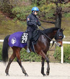 「【スプリングＳ】整いました！シンザン記念２着のサウンドムーブ　皐月切符ゲットへ斉藤崇調教師「器用だし、坂も問題ない」」の画像1