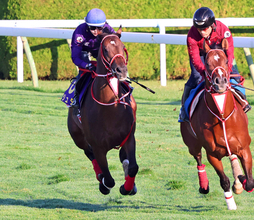 【函館記念】３・２億円馬ジュタは函館芝で併せ馬　パワフルな走りに陣営は「いい動きだったと思います」と納得